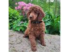 Mutt Puppy for sale in Pigeon Forge, TN, USA