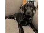 Labrador Retriever Puppy for sale in Spotsylvania, VA, USA