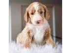 Goldendoodle Puppy for sale in Huntsville, AL, USA