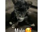 Mutt Puppy for sale in Suitland, MD, USA