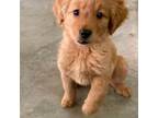 Golden Retriever Puppy for sale in Caney, KS, USA