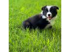 Border Collie Puppy for sale in Nashville, AR, USA