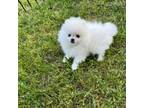 Small puffy pom