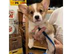 Pembroke Welsh Corgi Puppy for sale in Waxahachie, TX, USA