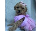 Maltipoo Puppy for sale in Manteca, CA, USA