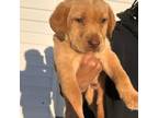 Labrador Retriever Puppy for sale in Princeton, NC, USA