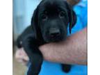 Labrador Retriever Puppy for sale in Princeton, NC, USA