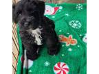 Schnauzer (Miniature) Puppy for sale in Eunice, LA, USA