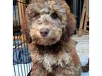 Labradoodle Puppy for sale in Long Beach, CA, USA