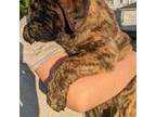 Great Dane Puppy for sale in Covington, IN, USA