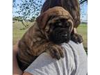 Great Dane Puppy for sale in Covington, IN, USA
