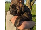 Great Dane Puppy for sale in Covington, IN, USA