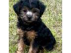 Mutt Puppy for sale in Statesboro, GA, USA