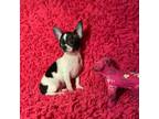 Chihuahua Puppy for sale in Shirley, MA, USA