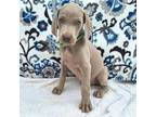 Weimaraner Puppy for sale in Lewisburg, KY, USA