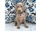 Weimaraner Puppy for sale in Lewisburg, KY, USA