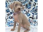 Weimaraner Puppy for sale in Lewisburg, KY, USA