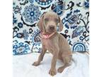 Weimaraner Puppy for sale in Lewisburg, KY, USA