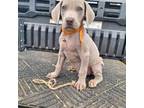 Weimaraner Puppy for sale in Lewisburg, KY, USA