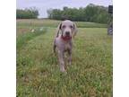 Weimaraner Puppy for sale in Lewisburg, KY, USA