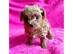 Poodle (Toy) Puppy for sale in Kansas City, MO, USA