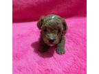 Poodle (Toy) Puppy for sale in Kansas City, MO, USA