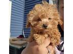 Poodle (Toy) Puppy for sale in Shawano, WI, USA