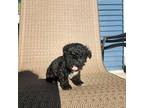 Poodle (Toy) Puppy for sale in Shawano, WI, USA