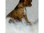 Chihuahua Puppy for sale in Cincinnati, OH, USA