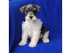 Schnauzer (Miniature) Puppy for sale in Jackson, TN, USA