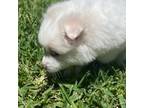 American Eskimo Dog Puppy for sale in Fort Lauderdale, FL, USA
