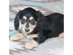 Dachshund Puppy for sale in Westminster, SC, USA