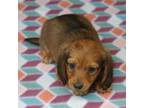 Dachshund Puppy for sale in Westminster, SC, USA