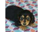 Dachshund Puppy for sale in Westminster, SC, USA