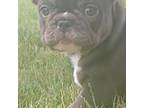 French Bulldog Puppy for sale in Mountain Home, ID, USA