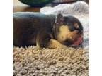 French Bulldog Puppy for sale in Mountain Home, ID, USA