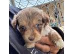 Aussiedoodle Puppy for sale in Ontario, OR, USA