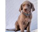 Labrador Retriever Puppy for sale in Casa Grande, AZ, USA