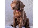 Labrador Retriever Puppy for sale in Casa Grande, AZ, USA