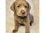 Labrador Retriever Puppy for sale in Casa Grande, AZ, USA