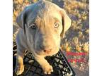 Labrador Retriever Puppy for sale in Casa Grande, AZ, USA