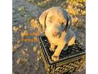 Labrador Retriever Puppy for sale in Casa Grande, AZ, USA