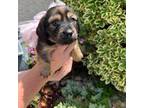 Dachshund Puppy for sale in Manteca, CA, USA
