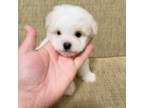 Poodle (Toy) Puppy for sale in Montebello, CA, USA