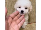 Poodle (Toy) Puppy for sale in Montebello, CA, USA