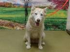 Adopt A533446 a Siberian Husky