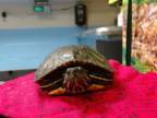 Adopt A533738 a Turtle