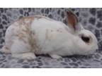 Adopt MEMPHIS a Bunny Rabbit