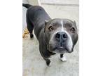 Adopt HENNESY a Pit Bull Terrier