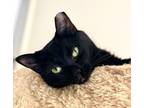 Adopt Frisky a Domestic Short Hair